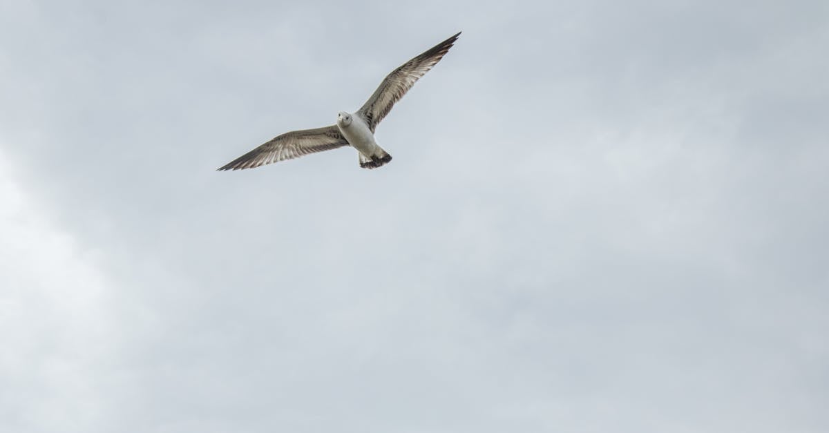 restez informé des dernières actualités sur le monde animalier : découvertes, comportements, protection des espèces et nouveautés du règne animal.