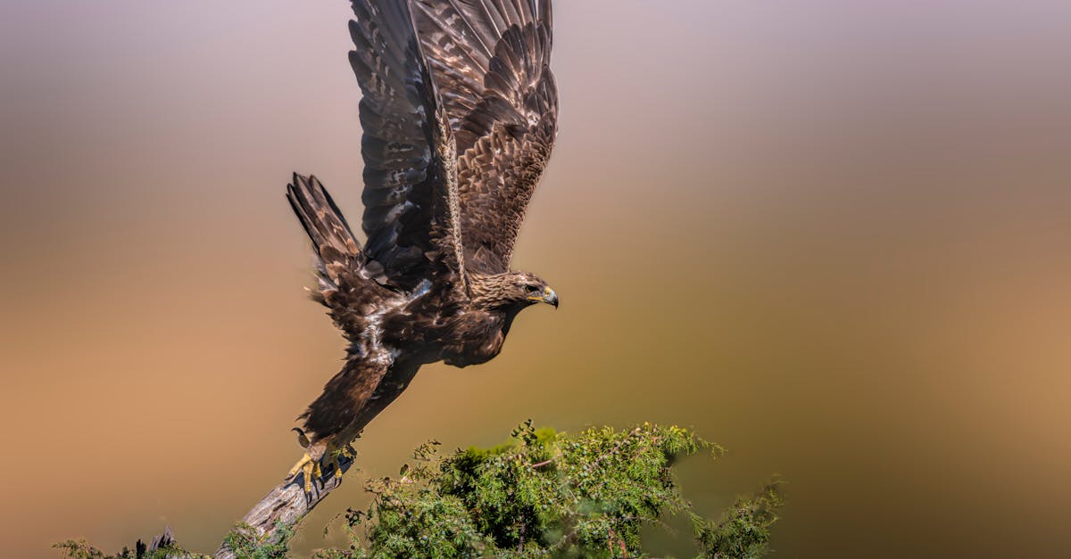 découvrez les bienfaits de la lumière du soleil sur la santé : vitamine d, amélioration du moral, renforcement du système immunitaire et bien d’autres avantages à profiter au quotidien.